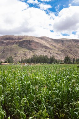 Kutsal Vadi 'de mısır tarlası, Cusco. Peru geleneksel tarım mahsulü.
