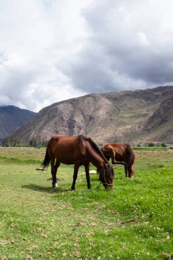 Peru And Dağları kırsalında bir at. Cusco 'daki çiftlikte at boğası.