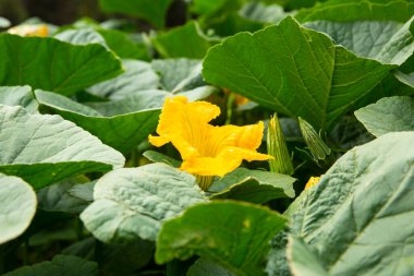 Peru And Dağları 'ndaki balkabağı çiftliği. Peru 'daki kutsal vadide organik tarım..