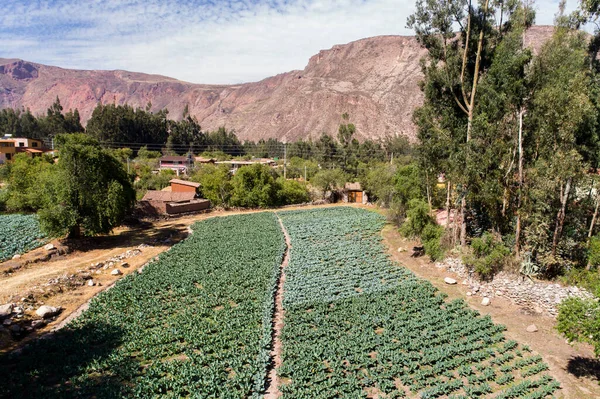 Campos Repolho Vale Sagrado Peru Alimentos Orgânicos Nos Andes Peruanos — Fotografia de Stock