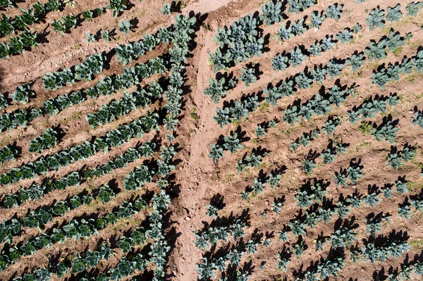 Campos Repollo Valle Sagrado Perú Alimentos Orgánicos Los Andes Peruanos — Foto de Stock