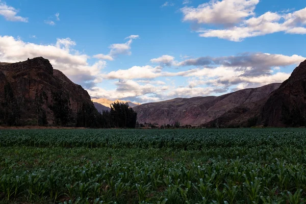 Поле Кукурузы Священной Долине Куско Перуанские Традиционные Сельскохозяйственные Культуры — стоковое фото