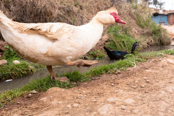 White Duck Rural Scene Peruvian Andes Cusco Open Farm Sacred — Stockfoto