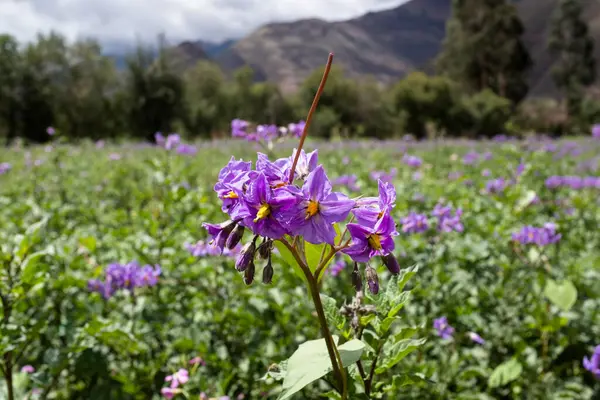 Campo Batata Nos Andes Peruanos Produção Biológica Batata Peru — Fotografia de Stock