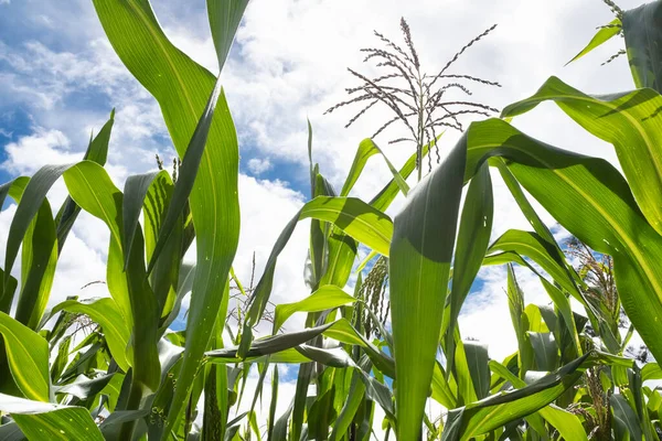 Kutsal Vadi 'de mısır tarlası, Cusco. Peru geleneksel tarım mahsulü.