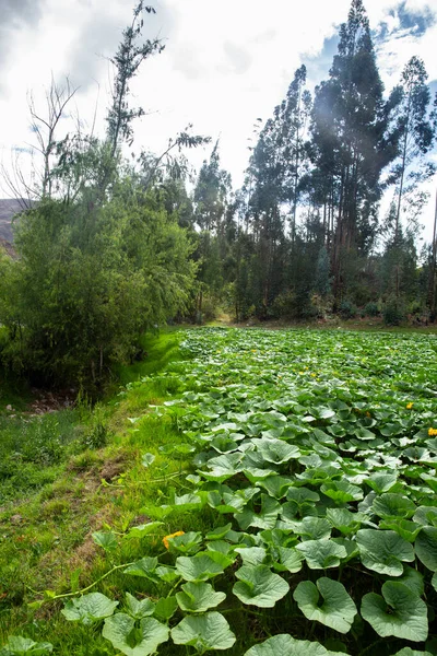 Plantación Calabazas Los Andes Peruanos Agricultura Ecológica Chulucanas Perú — Foto de Stock