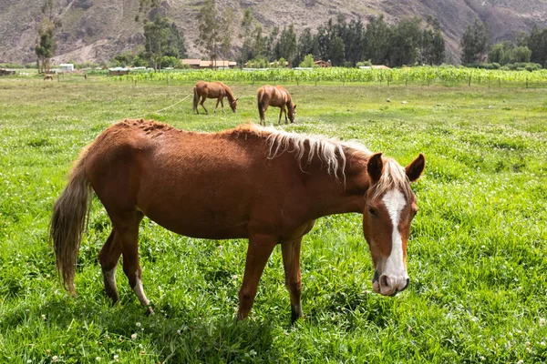 Häst Landet Peruanska Anderna Hästtjur Lantgård Cusco Stockfoto