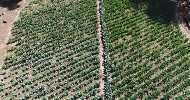 Campos Repollo Valle Sagrado Perú Alimentos Orgánicos Los Andes Peruanos — Vídeo de stock