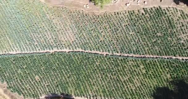 Campos Repollo Valle Sagrado Perú Alimentos Orgánicos Los Andes Peruanos — Vídeos de Stock