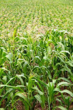 Kutsal Vadi 'de mısır tarlası, Cusco. Peru geleneksel tarım mahsulü.