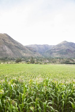 Kutsal Vadi 'de mısır tarlası, Cusco. Peru geleneksel tarım mahsulü.