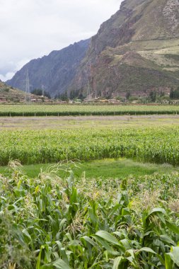 Kutsal Vadi 'de mısır tarlası, Cusco. Peru geleneksel tarım mahsulü.