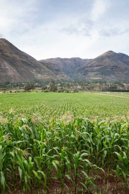 Kutsal Vadi 'de mısır tarlası, Cusco. Peru geleneksel tarım mahsulü.