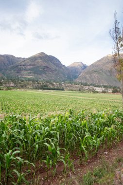Kutsal Vadi 'de mısır tarlası, Cusco. Peru geleneksel tarım mahsulü.