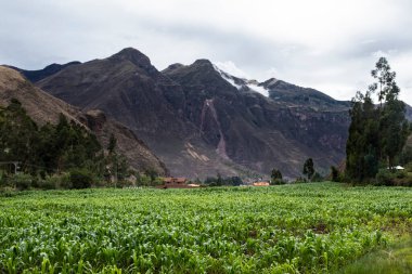 Kutsal Vadi 'de mısır tarlası, Cusco. Peru geleneksel tarım mahsulü.