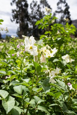 Peru And Dağları 'nda patates tarlası. Cusco Peru 'da organik patates üretimi.