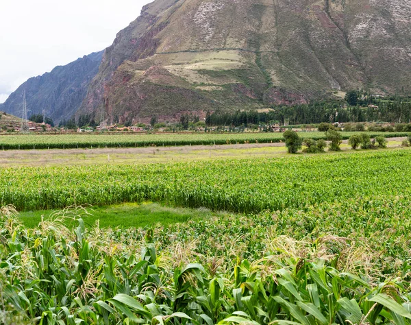 Kutsal Vadi 'de mısır tarlası, Cusco. Peru geleneksel tarım mahsulü.