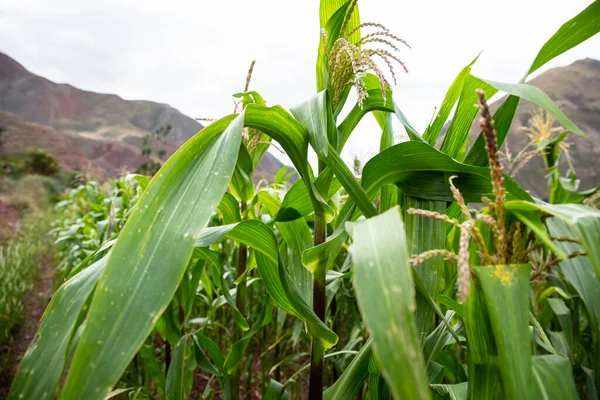 Kutsal Vadi 'de mısır tarlası, Cusco. Peru geleneksel tarım mahsulü.
