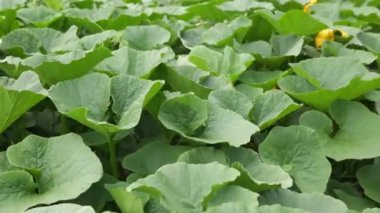 Peru And Dağları 'ndaki balkabağı çiftliği. Peru 'daki kutsal vadide organik tarım..