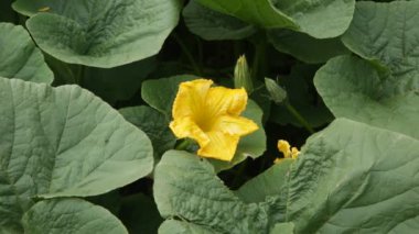 Peru And Dağları 'ndaki balkabağı çiftliği. Peru 'daki kutsal vadide organik tarım..