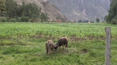 Peru And Dağları 'nda boğa güreşi. Cusco 'daki çiftlikte kahverengi boğalar.