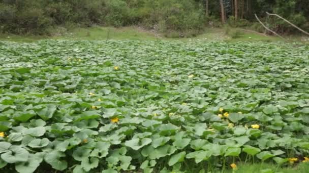 Kürbisplantage Den Peruanischen Anden Biologischer Landbau Heiligen Tal Peru — Stockvideo