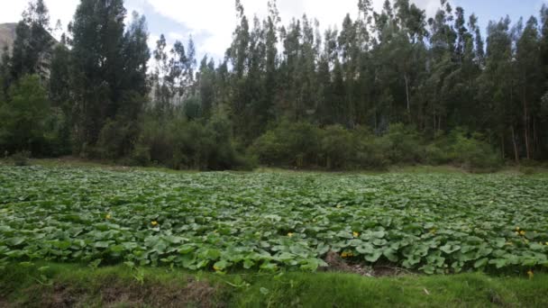 Pumpaplantage Peruanska Anderna Ekologiskt Jordbruk Sacred Valley Peru — Stockvideo