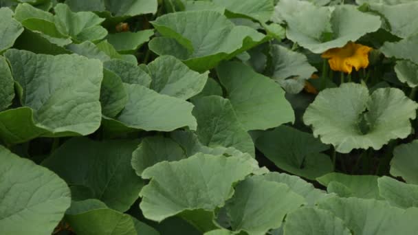 Pumpkin Plantation Peruvian Andes Organic Agriculture Sacred Valley Peru — Stock Video