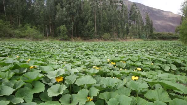 Tökültetvény Perui Andokban Biogazdálkodás Perui Szent Völgyben — Stock videók