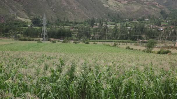 Kutsal Vadi Mısır Tarlası Cusco Peru Geleneksel Tarım Mahsulü — Stok video