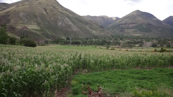 Maïsveld Sacred Valley Cusco Peruaanse Traditionele Landbouwgewassen — Stockvideo