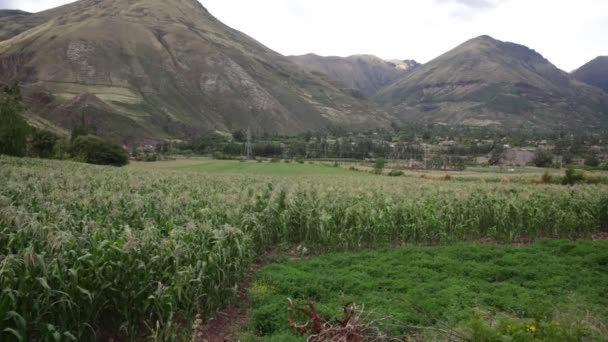 Pole Kukurydzy Sacred Valley Cusco Peruwiańskie Tradycyjne Uprawy Rolne — Wideo stockowe