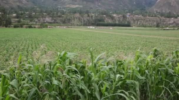 Kutsal Vadi Mısır Tarlası Cusco Peru Geleneksel Tarım Mahsulü — Stok video