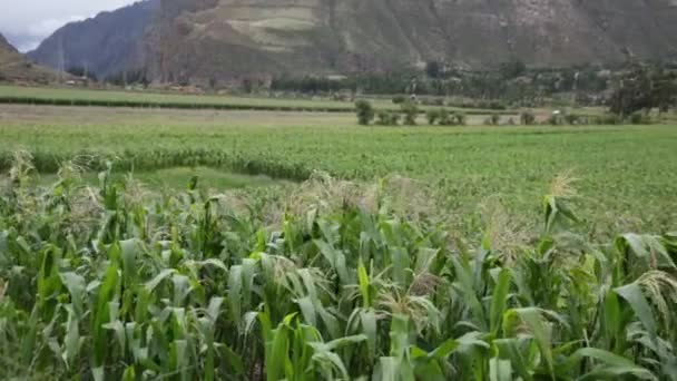 Pole Kukurydzy Sacred Valley Cusco Peruwiańskie Tradycyjne Uprawy Rolne — Wideo stockowe
