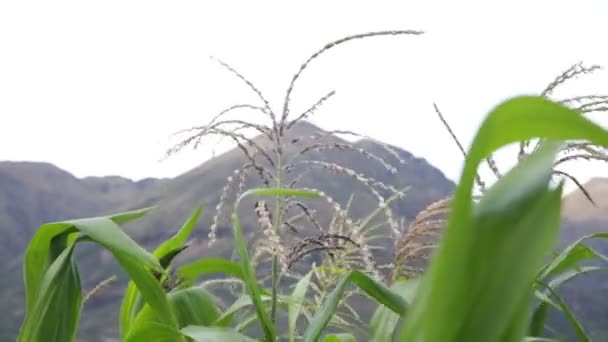 Χωράφι Καλαμποκιού Στην Ιερή Κοιλάδα Κούσκο Περουβιανή Παραδοσιακή Γεωργική Καλλιέργεια — Αρχείο Βίντεο