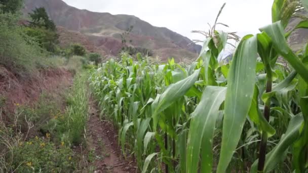 Campo Milho Vale Sagrado Cusco Cultura Agrícola Tradicional Peruana — Vídeo de Stock