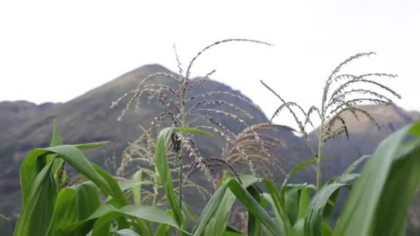 Field Corn Sacred Valley Cusco Peruvian Traditional Agriculture Crop — 图库视频影像