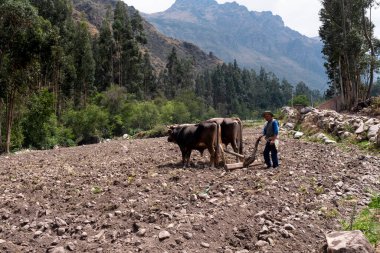 Boğalarla tarla sürerken kırsal alanda. Peru And Dağları 'nda geleneksel saban sürme yöntemi.
