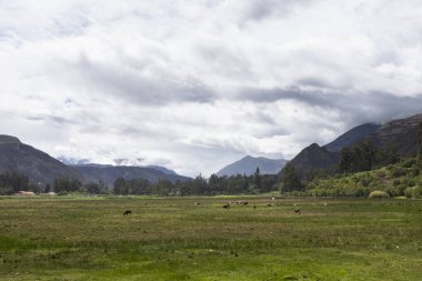 Cusco 'daki Peru And Dağları' ndaki Meadow. Kutsal Vadi 'de doğa açık hava sahnesi.
