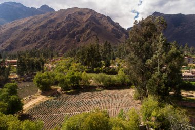 Peru 'nun kutsal vadisindeki lahana tarlaları. Peru And Dağlarında organik yiyecekler.