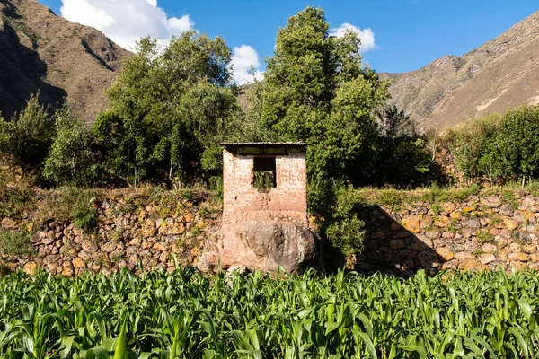 Campo Milho Vale Sagrado Cusco Cultura Agrícola Tradicional Peruana — Fotografia de Stock