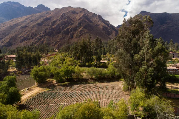 Káposztaföldek Szent Völgy Peruban Bioélelmiszerek Perui Andoki Területeken — Stock Fotó