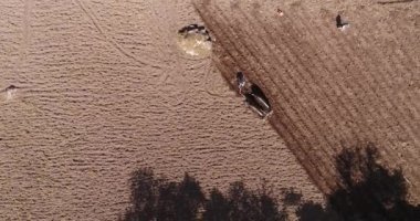 Boğalarla tarla sürerken kırsal alanda. Peru And Dağları 'nda geleneksel saban sürme yöntemi.
