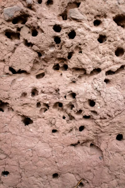 Yuva Olarak Kullanılan Çamur Duvarında Eşek Arısı Delikleri Delikli Duvar — Stok fotoğraf
