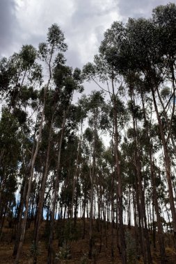 Peru And Dağları 'ndaki okaliptüs ormanı. Cusco 'daki And Dağları' ndaki ağaçlar.