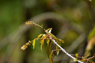 Peru And Dağları 'nda kara kiraz ağacı ya da 