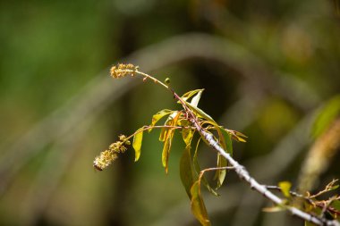 Peru And Dağları 'nda kara kiraz ağacı ya da 