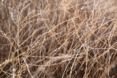 Dikenli kurumuş çalı. Susuzluktan ölmüş bir bitki. Desenli resim.