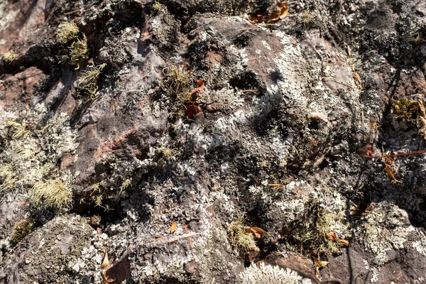 Peru Dağları Ndaki Bir Kayanın Üstünde Kaya Tasvirini Musluklar Benzetmelerle — Stok fotoğraf