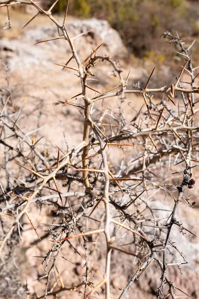 Gedroogde Struik Met Stekels Dode Plant Door Gebrek Aan Water — Stockfoto
